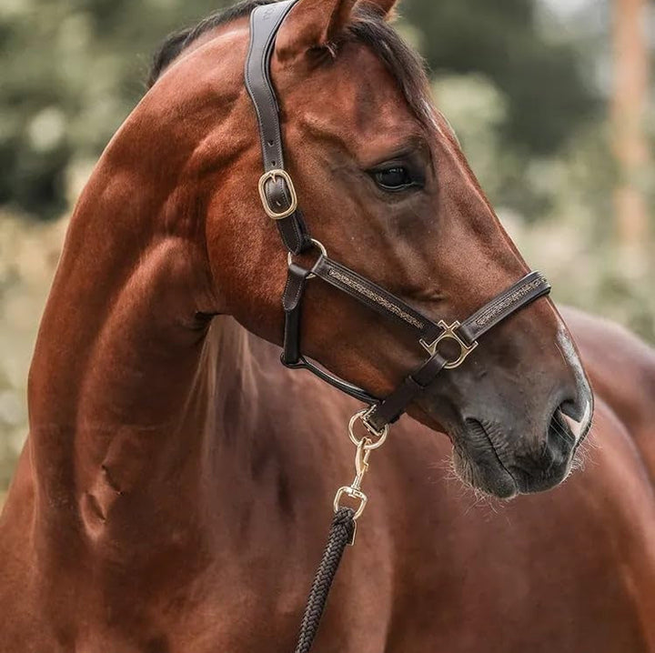 Calendrier de l'Avent Équitation - 2025